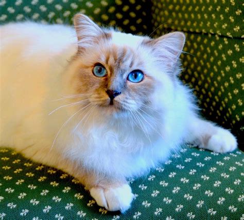 are birman cats cheap